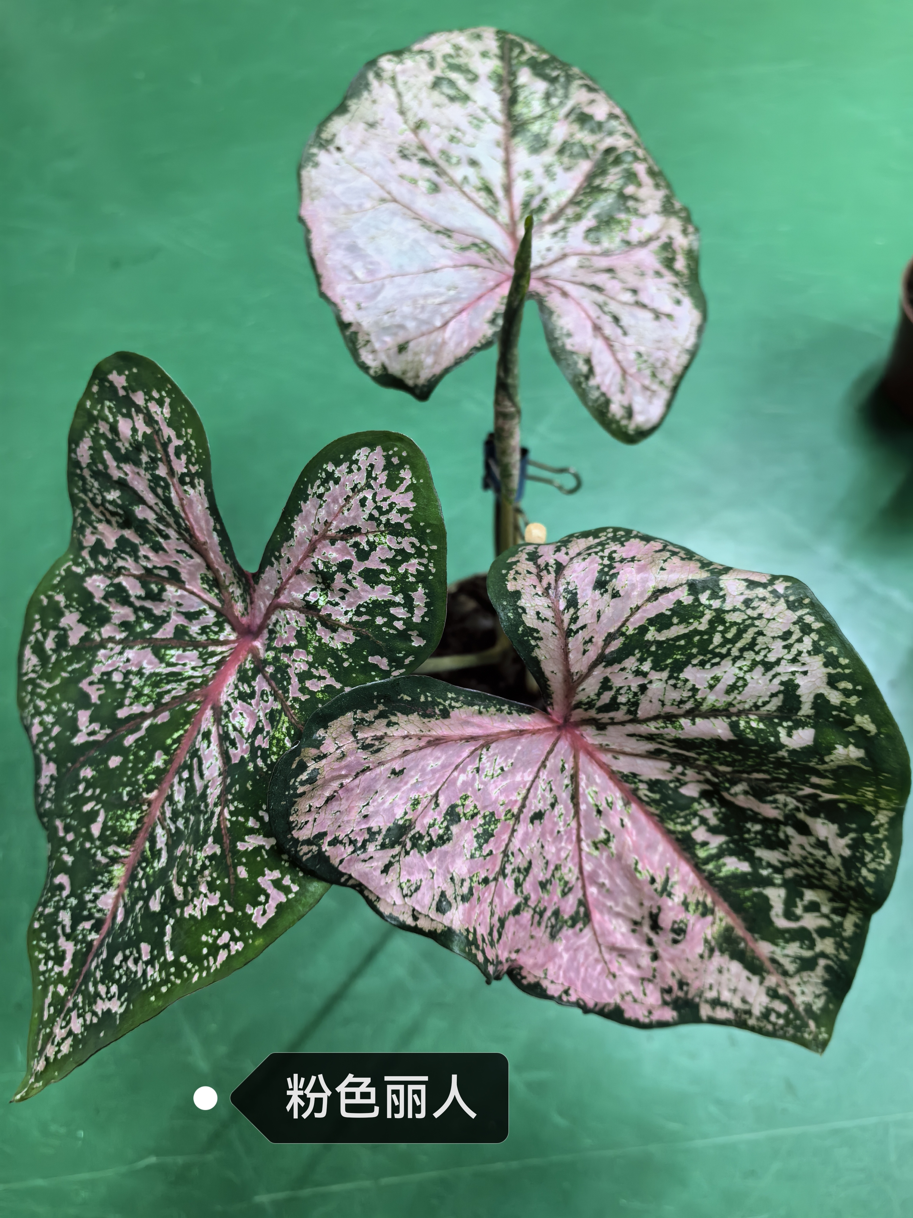 Caladium bicolor Pink summer tapestry froth rosebud Pink beauty lava