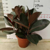 Burgundy Ficus