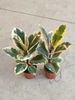 Tineke Ficus 