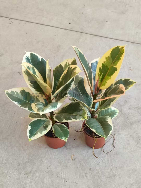 Tineke Ficus 