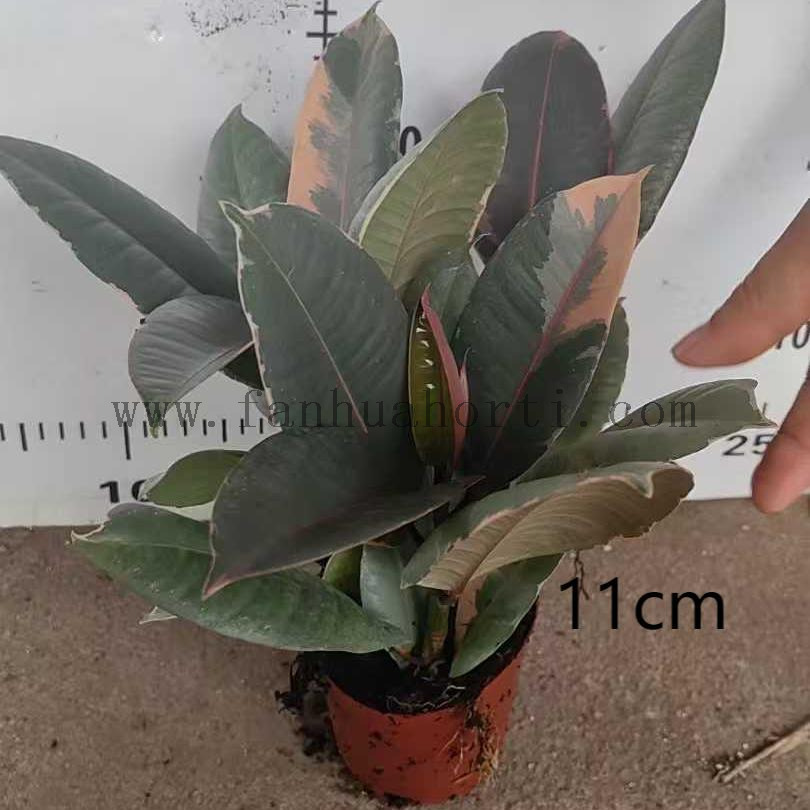 Ruby Ficus 