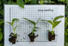 Lyrata bambino Ficus f