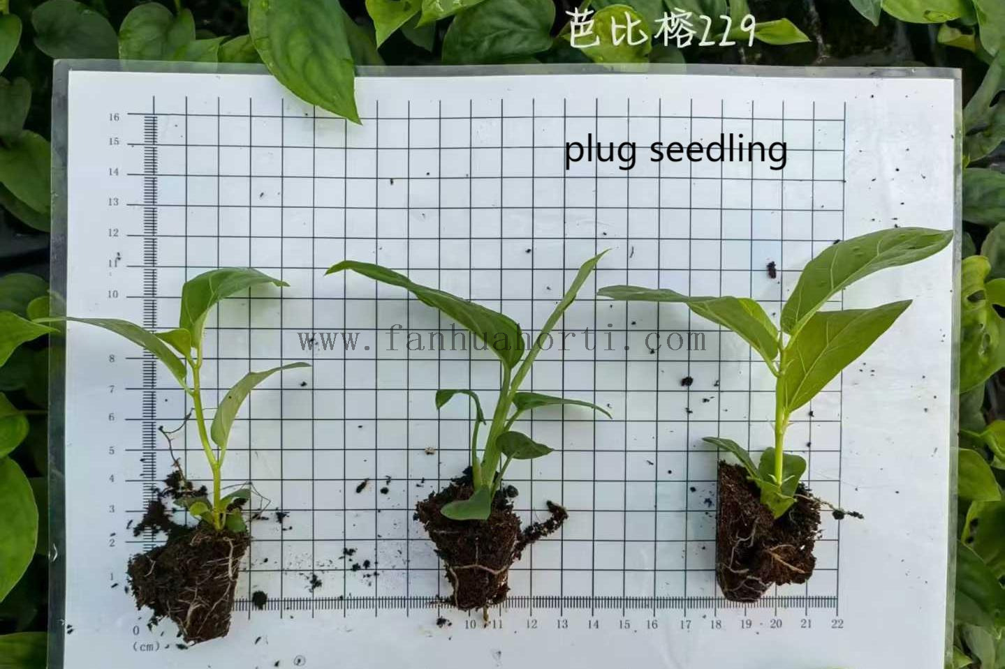 Lyrata bambino Ficus f