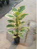  Altissima Ficus 