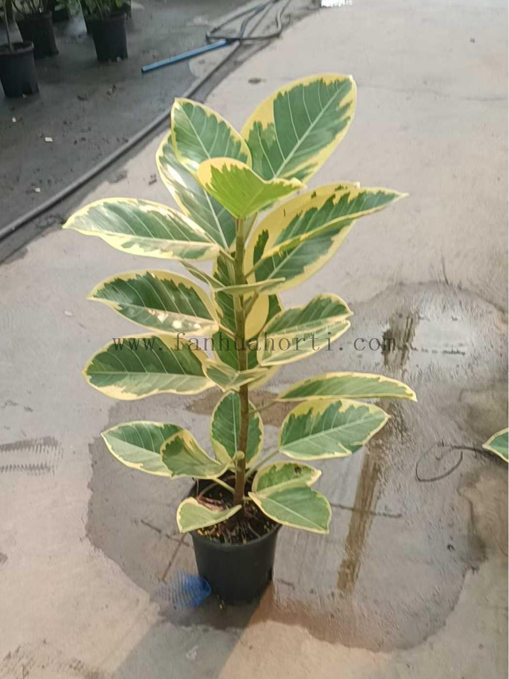  Altissima Ficus 