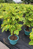  Altissima Ficus 