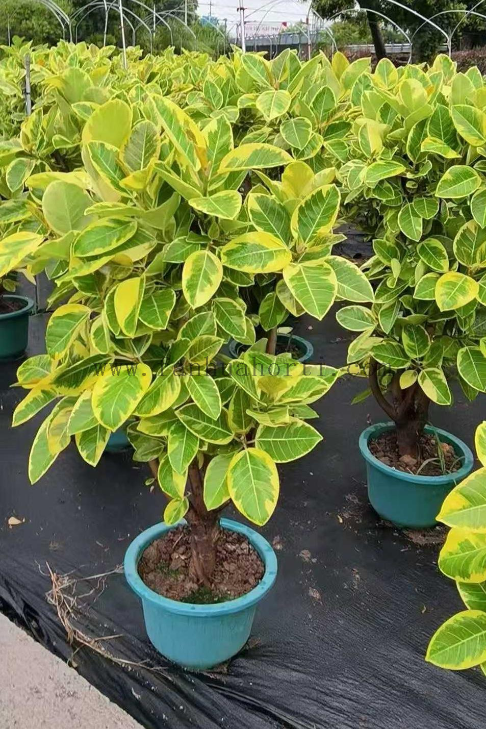  Altissima Ficus 