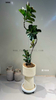 Sofia Ficus 