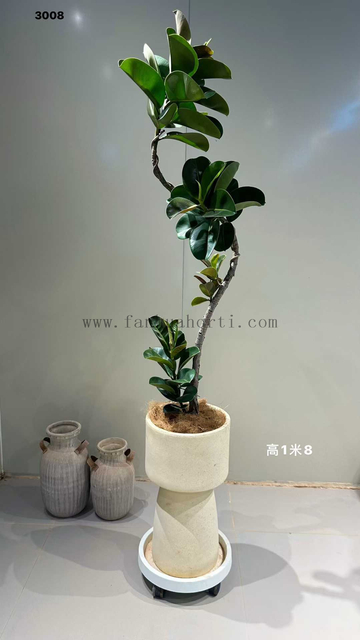 Sofia Ficus 