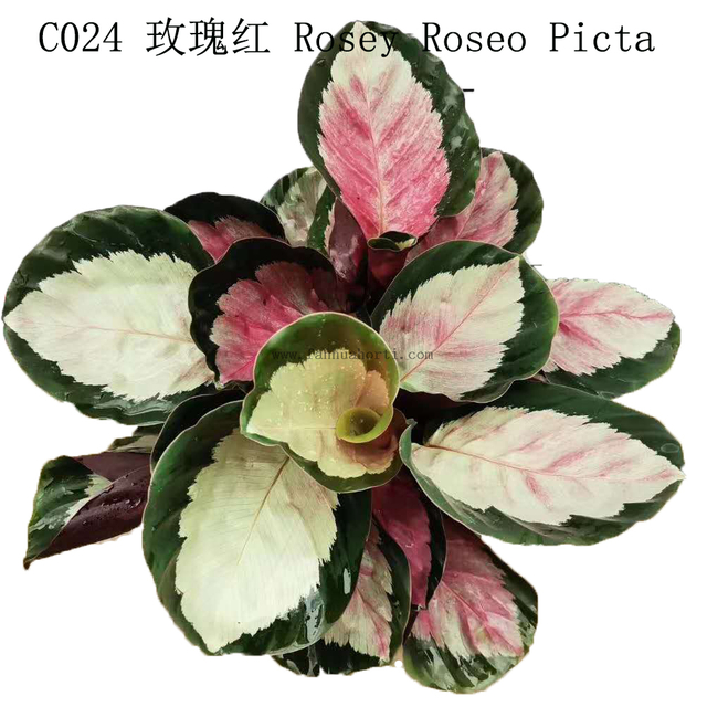 Calathea Roseopicta110#