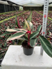 Calathea Triostar110#