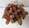 Fittonia 80#