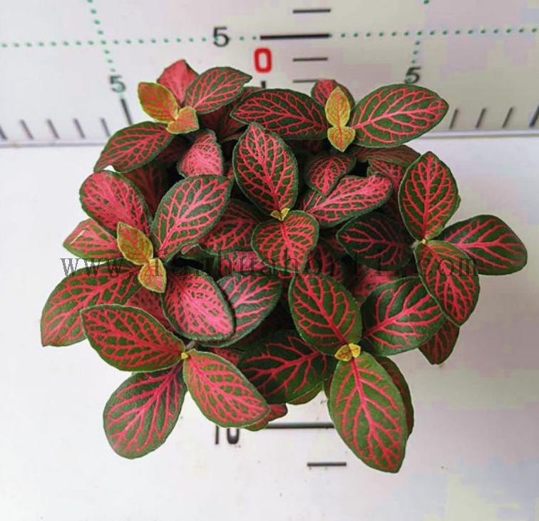 Fittonia 80#