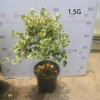 Trangularis Ficus