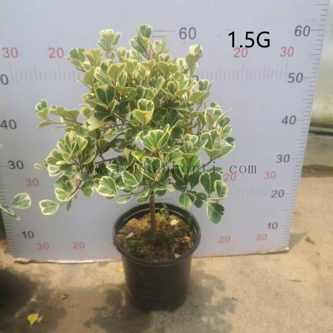Trangularis Ficus