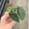 Suhirmaniana Alocasia
