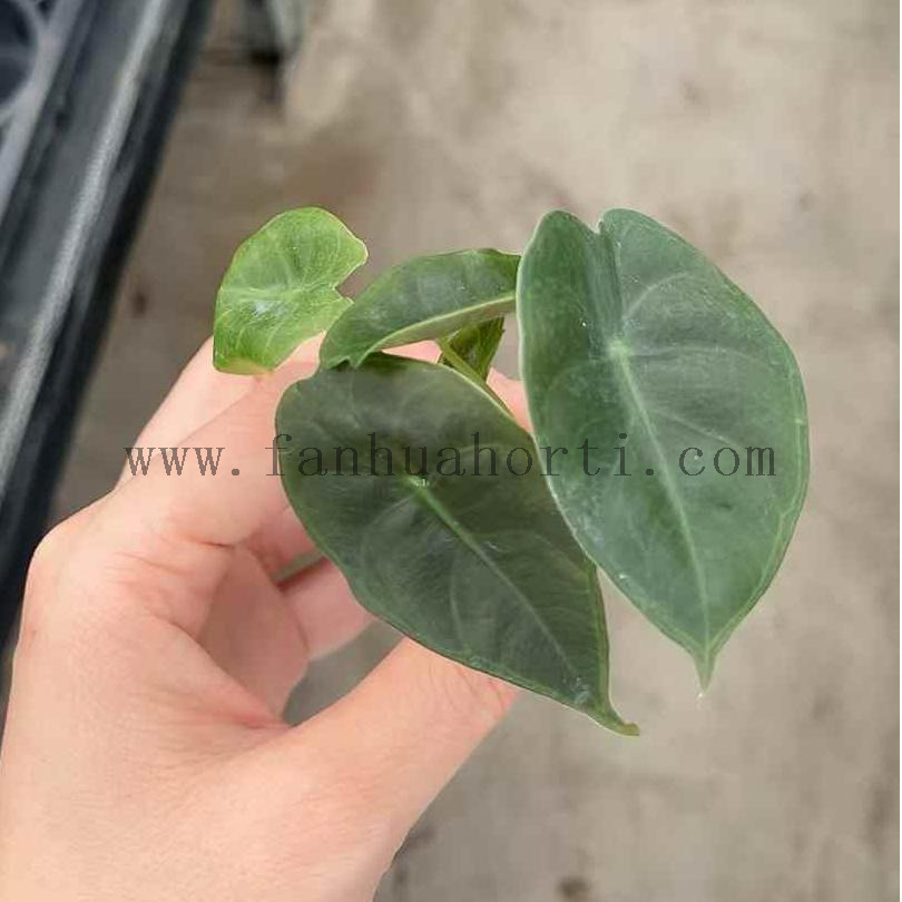 Suhirmaniana Alocasia