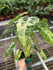 Variegata Frydek Alocasia 