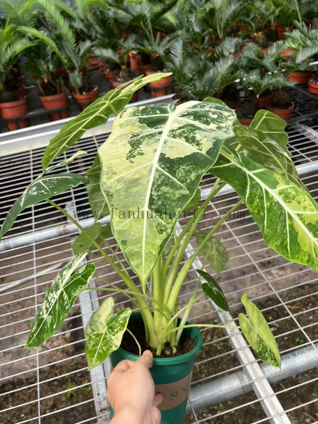Variegata Frydek Alocasia 