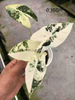 Variegata Frydek Alocasia 
