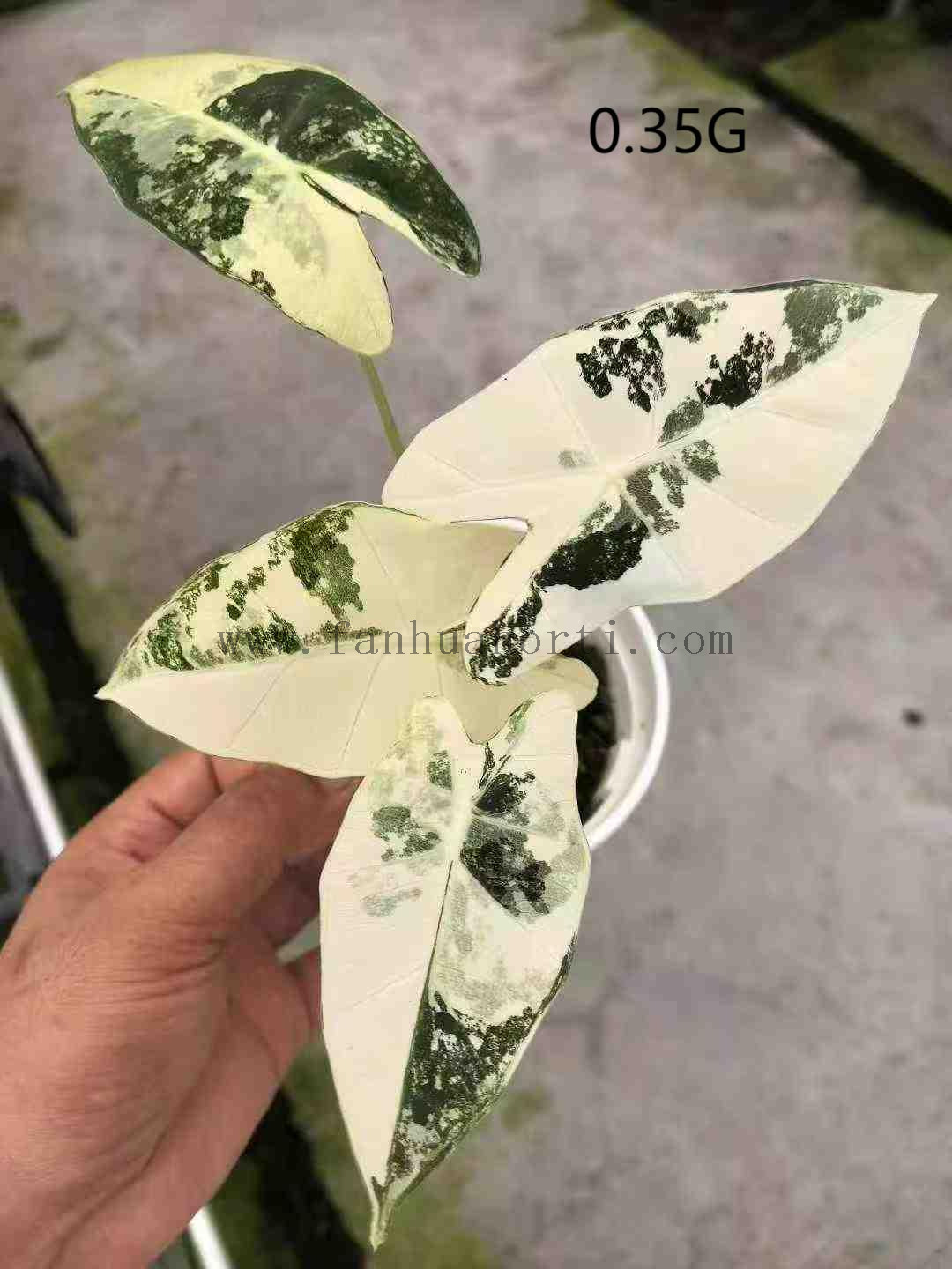 Variegata Frydek Alocasia 