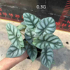 SILVER DRAGON Alocasia 