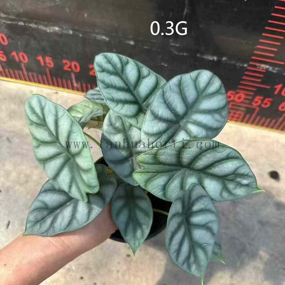 SILVER DRAGON Alocasia 