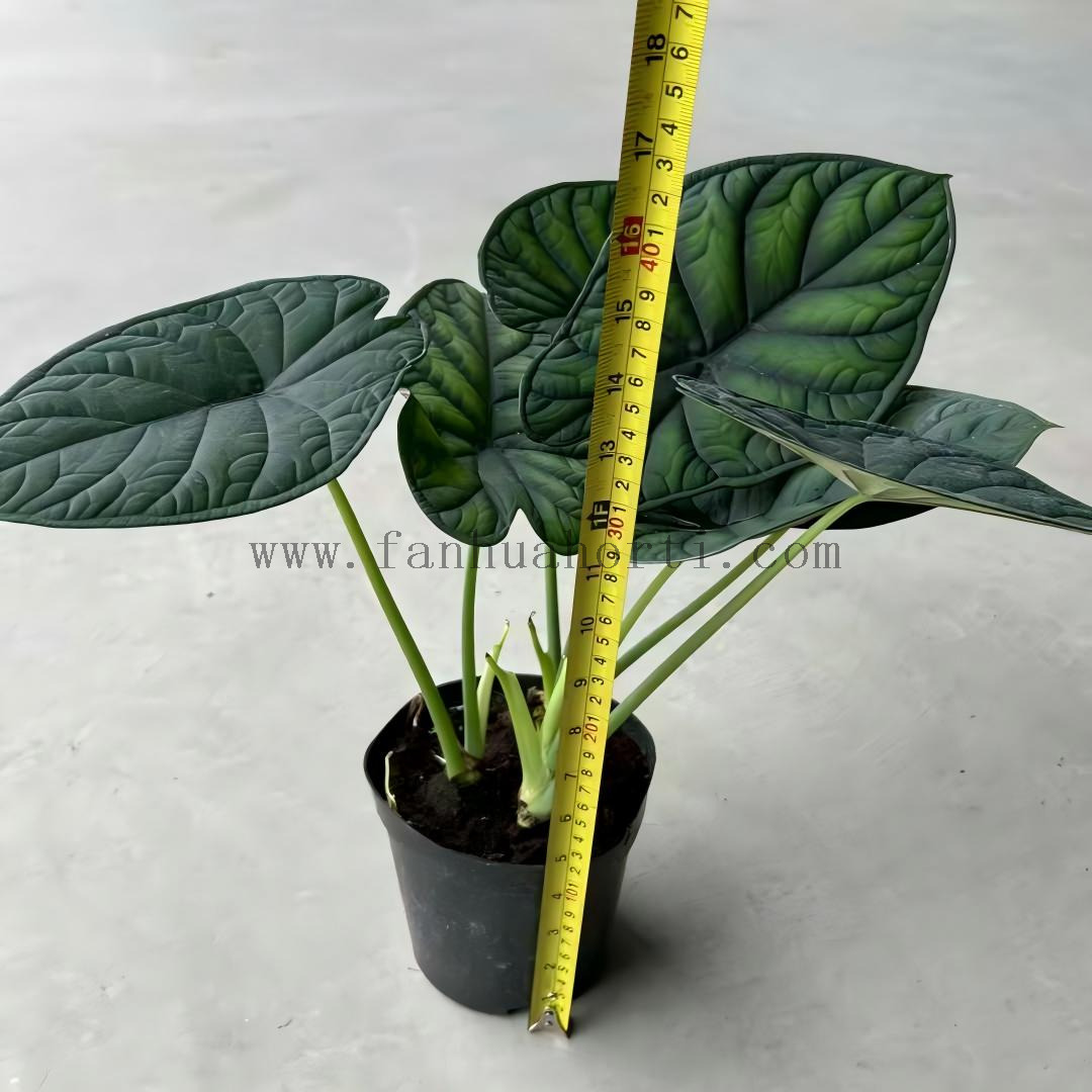 Aegis Alocasia