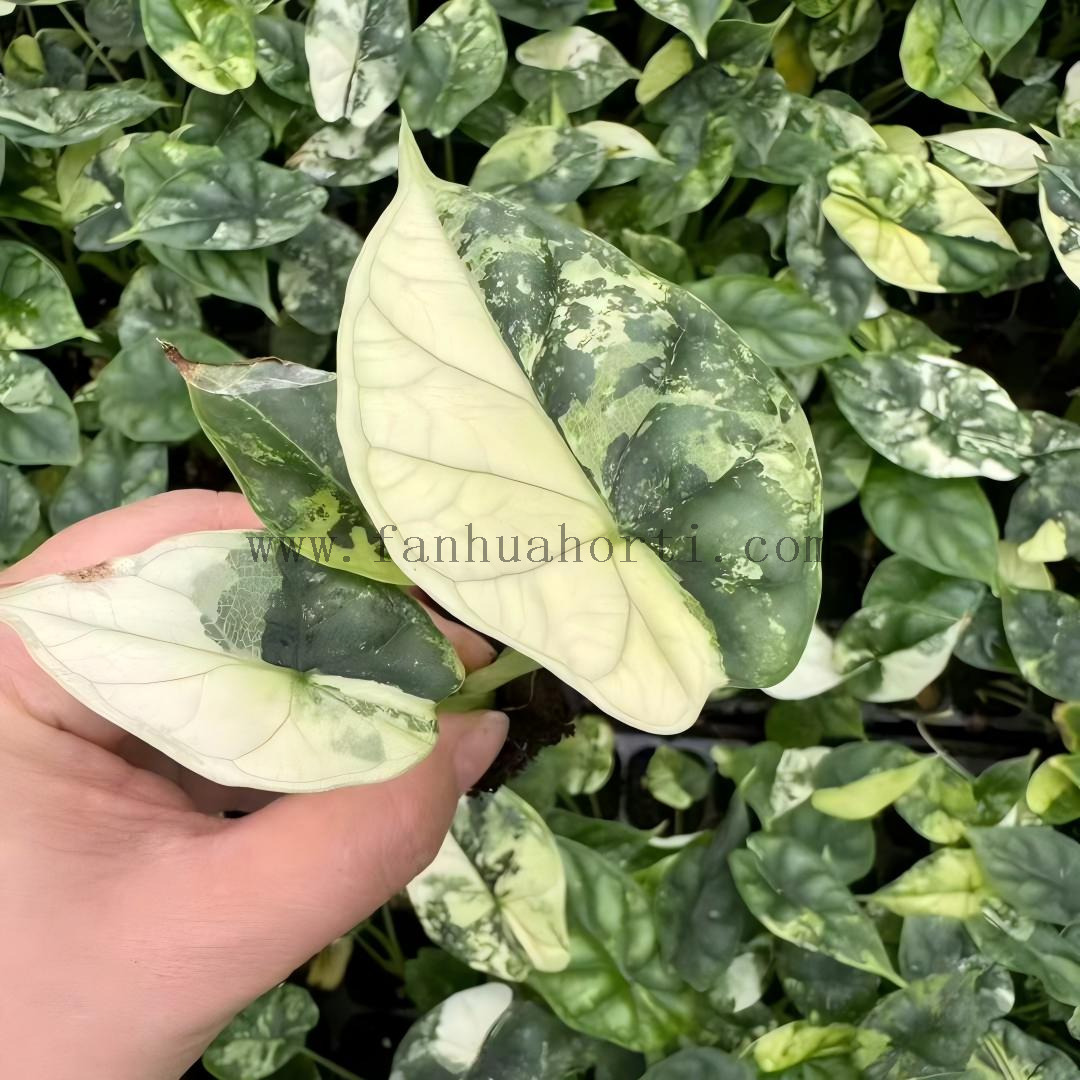 Baginda Dragon Scale Var Alocasia