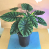 Sinuata Alocasia