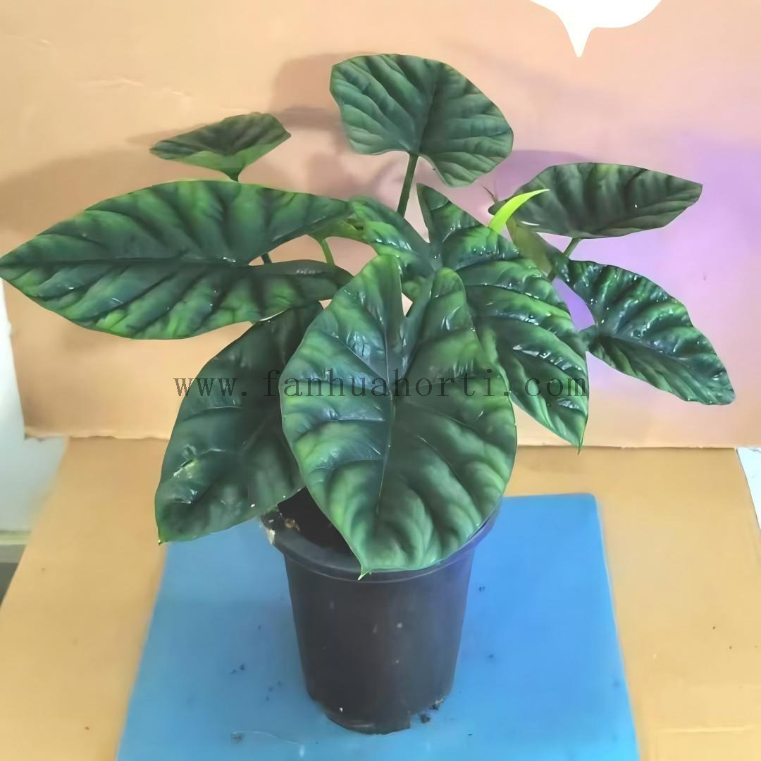 Sinuata Alocasia
