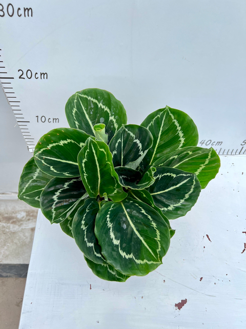 Green Beauty Calathea 120#