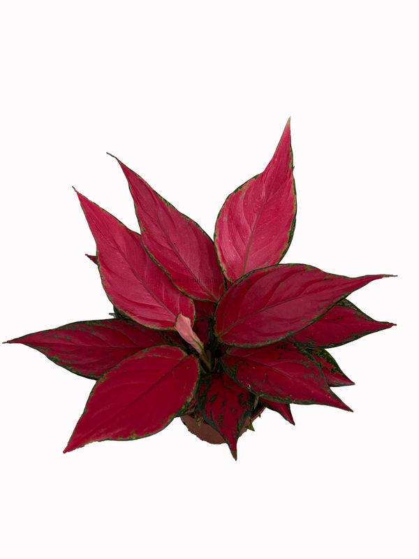 Red Angle Aglaonema