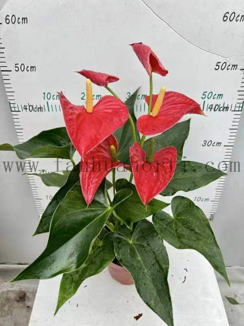 Anthurium Andraeanum Michigan 150#