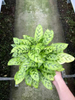 Fio Calathea 140#