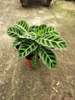 Calathea Green Back Velvet 110#