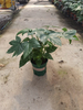 Fatsia Japonica 0.5 Gallon