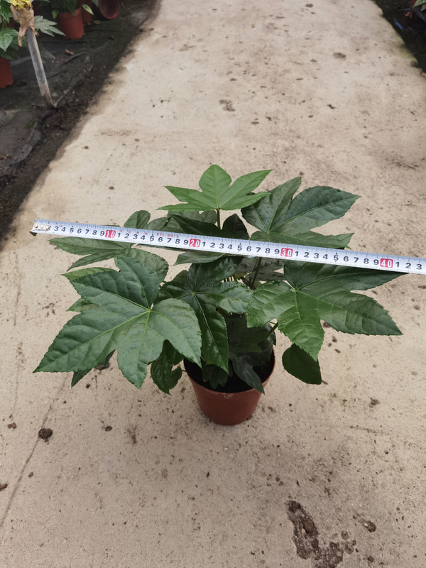 Fatsia Japonica 140#