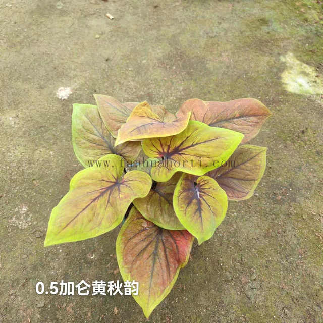 Caladium Biocolor Wholesale Nursery Indoor Potted Green Plants Ornamental Bonsai Beautiful Indoor Plant