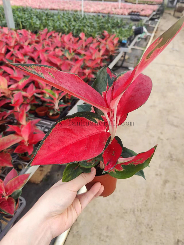 100# Suksom Aglaonema Wholesale Nursery Indoor Potted Green Ornamental Indoor Plant