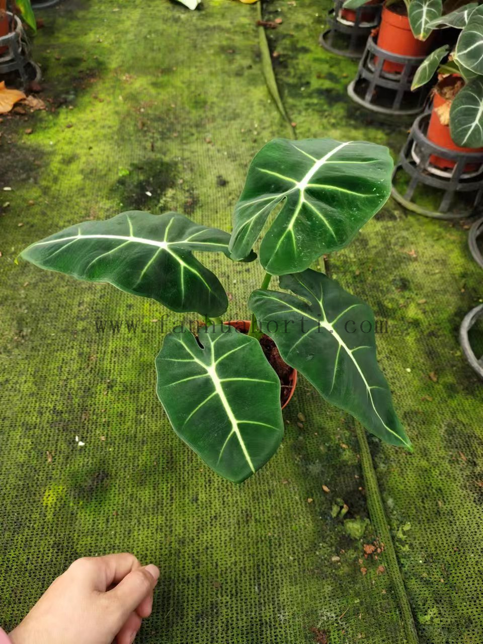 Alocasia Frydek Double Plant 110#