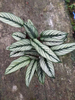 Calathea White Star 140#