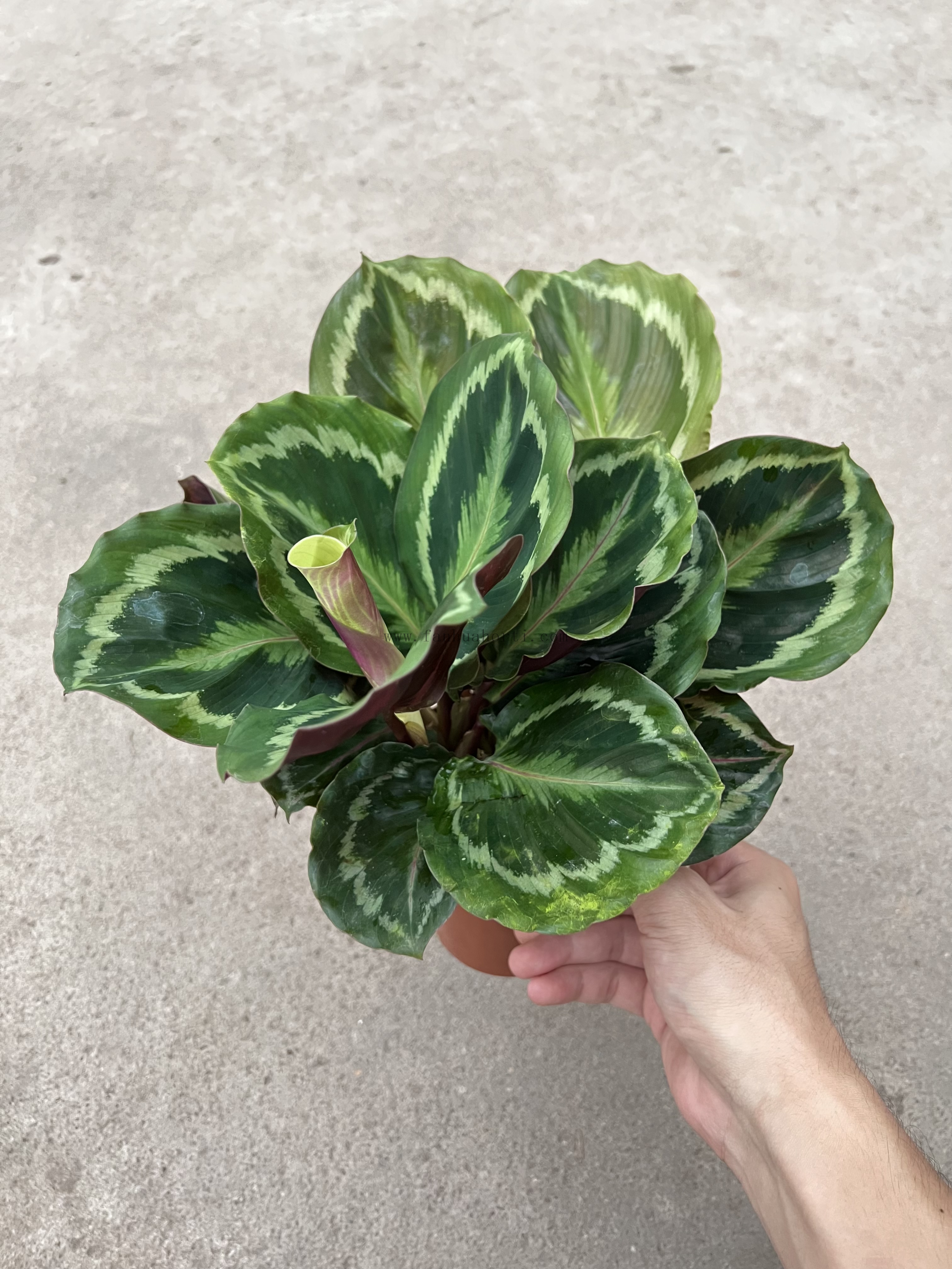 New Rainbow Calathea 110#