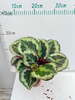 Black Rose Calathea 120#