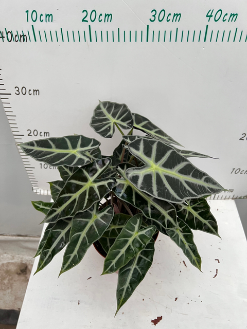 Small Godness Alocasia 150#