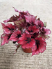 Begonia Rhodophylla 180#