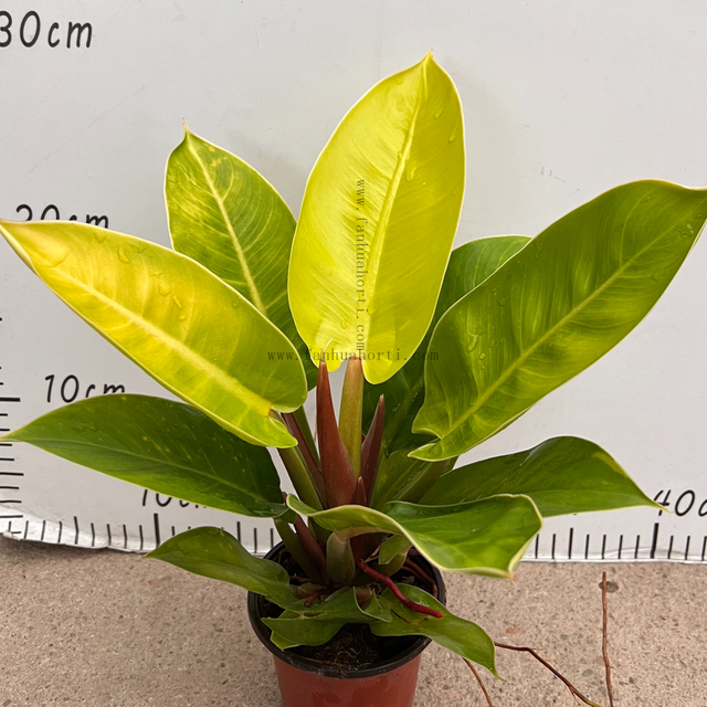 Gold King Philodendron 90#