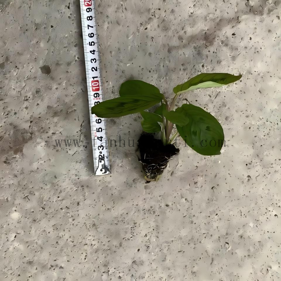 Erythroneura Maranta