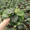 Besar calathea
