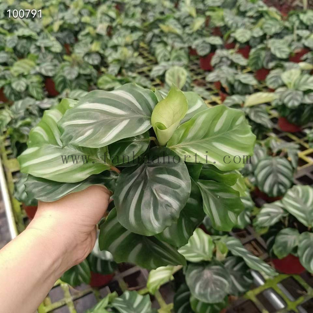 Besar calathea